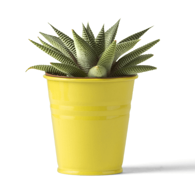 Grooved Aloe Plant