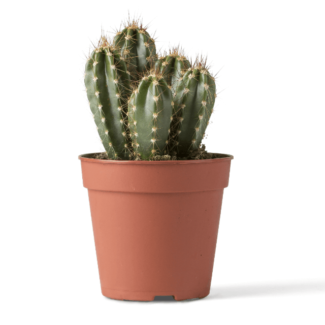 Common Wild Cactus